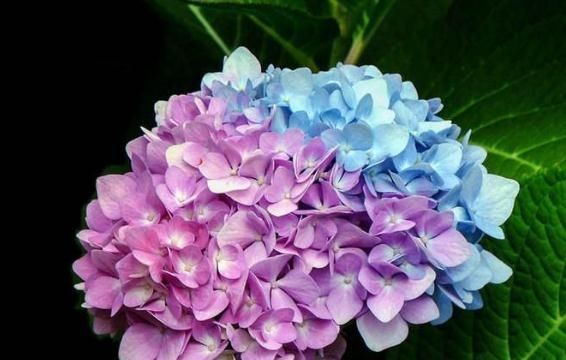  #养好#养好“八仙花”，路边捡点“小垃圾”，10天一顿，花开一团团