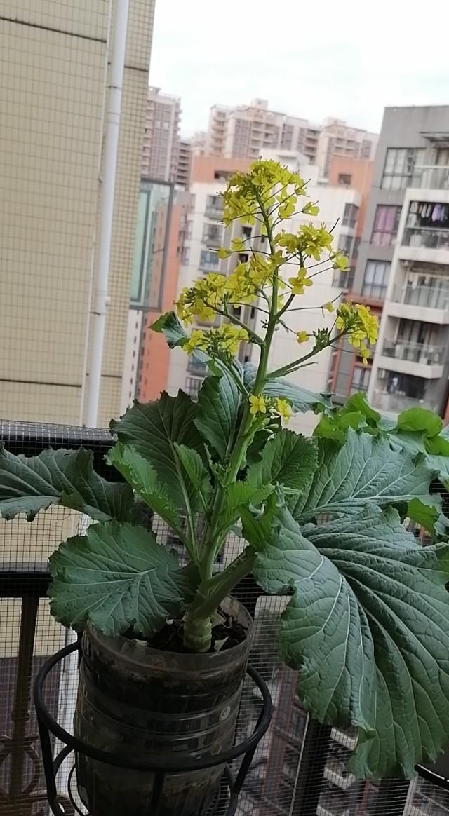  #种菜#五年家庭主妇：记录阳台种菜生活