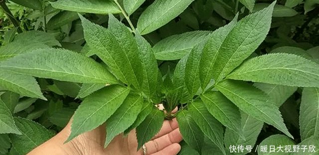  「采摘」它便是珍贵的“接骨草”，若遇见，切勿采摘和破坏，因