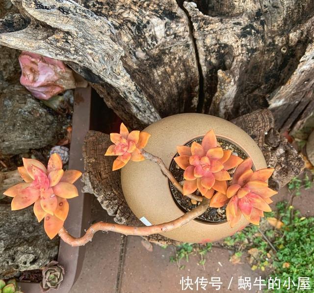 样子多肉|多肉难上色?用3个小窍门,这么做,肉肉出彩快、更美丽
