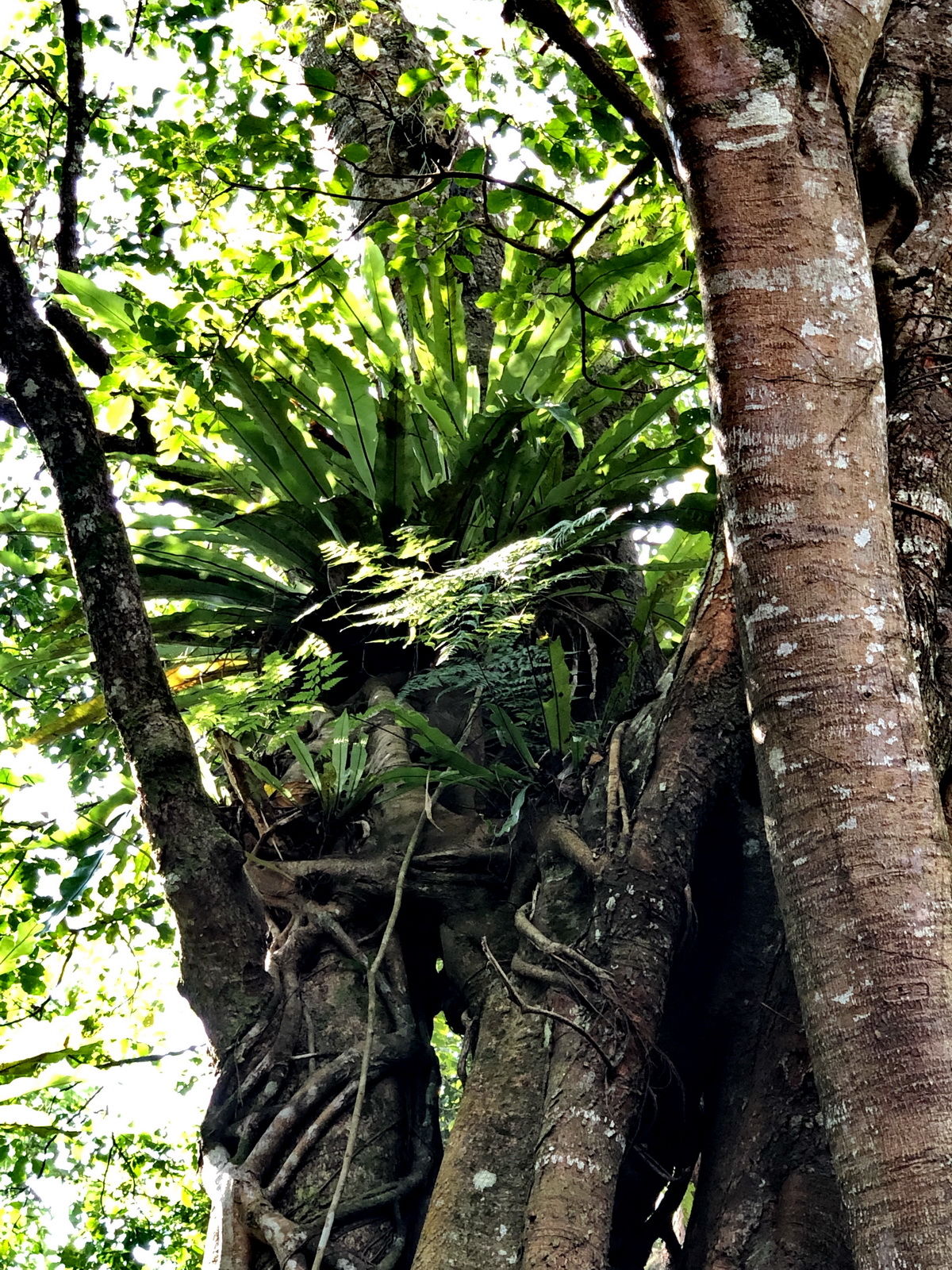 海南岛五指山区热带雨林“空中花篮”