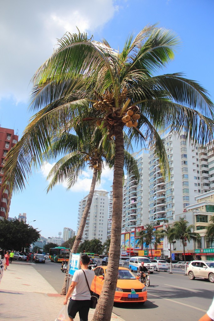 因大海到三亚，爱上大海