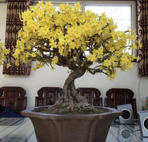  [黄花]1种盆景树，适合摆阳台上，茎干变粗壮后，开出“黄花”，太漂亮