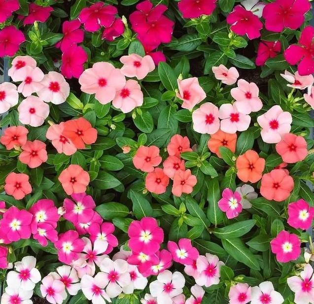  「有花赏」1种“平民花”，便宜又好养，10元两盆，开花超强，四季有花赏！