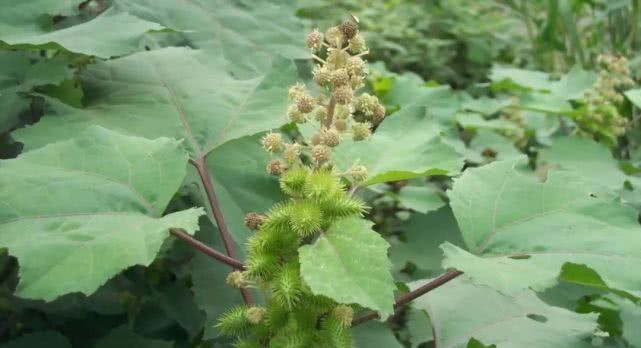 道地药材之苍耳子