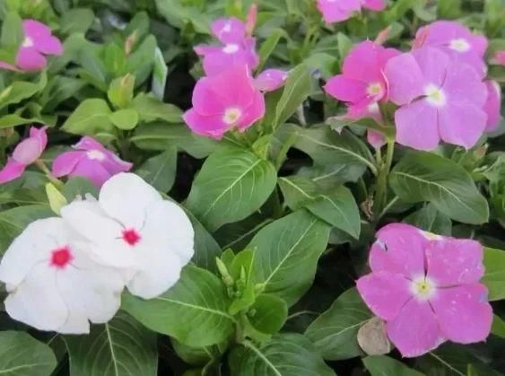 「充足的光照」容易开花、耐养、易繁殖的7种盆栽植物，光照充足的阳台多种几盆