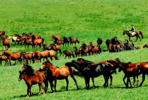 世界最大的马场，距今2100多年由霍去病创始，就在甘肃