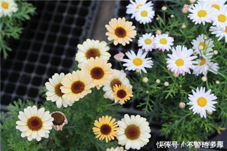  『主角』玛格丽特爆盆的小技巧在这里，春天的花园主角，还可以做棒棒糖！