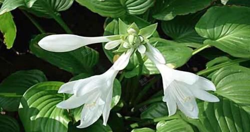  「适合」喜欢养花，就养一颗玉簪花，花朵如玉簪，适合室内栽种。