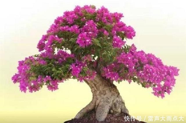  #红艳#家养1棵三角花老桩，枝头开花后红艳诱人，美得晃眼，邻居超羡慕