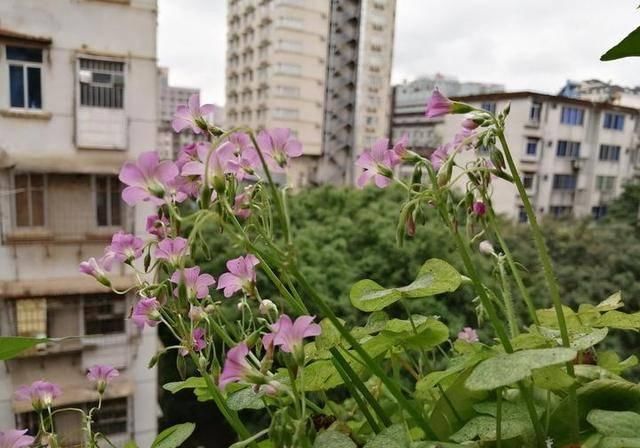  #万物#酸咪草凤仙花桂花果，有他们在的地区，万物皆满春！