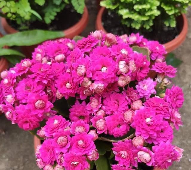  「河沙」小花匠养长寿花，只用“2种土”，疏松又营养，开花爆盆不是事