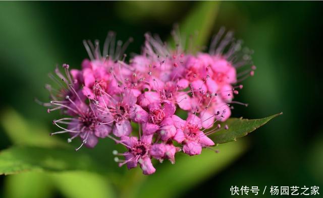 『花香』春天养花,就养个能爆盆的,开花花量大颜色丰富,满屋都是花香