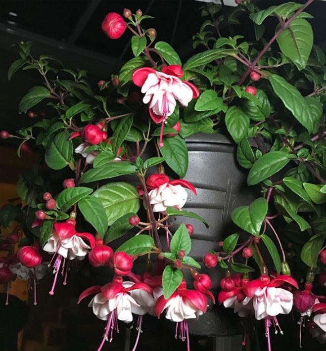 柠檬黄@喜欢菊花,不如试试“开花机器”柠檬黄三角梅,花开爆盆还好养!