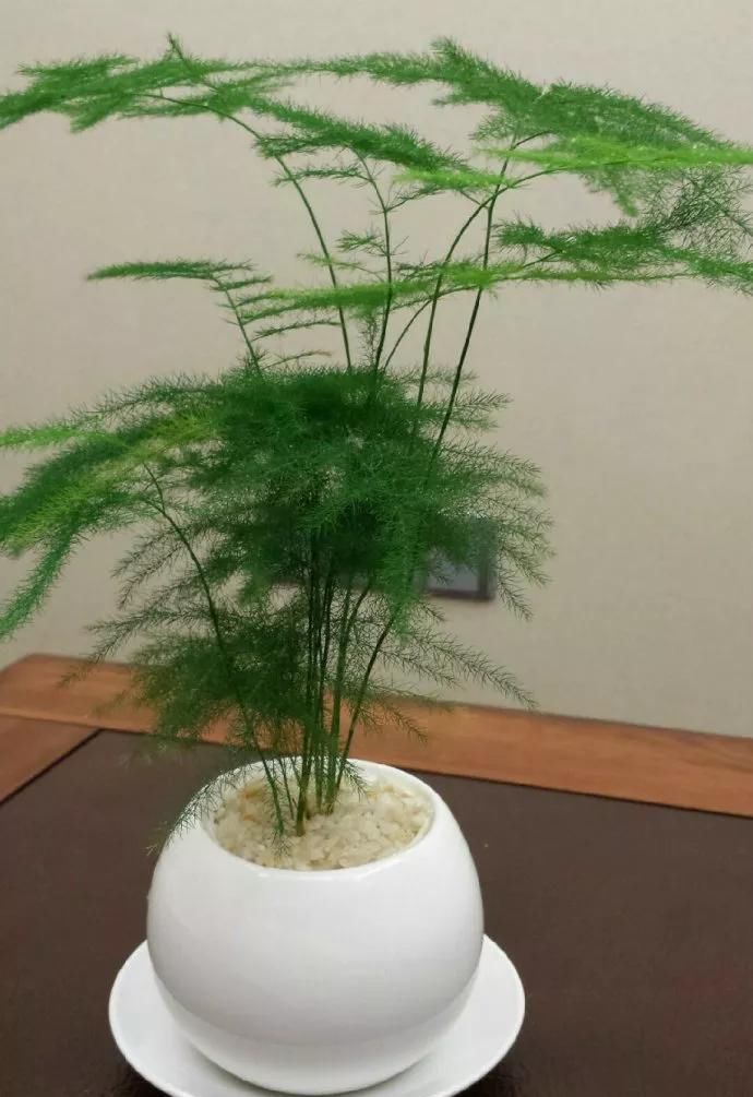  旺盛@五种观叶绿植，家中没有阳光，依然长的旺盛，放在家中非常美观