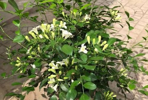  小妙：九里香僵苗不长，叶子枯黄掉落怎么办？几个小妙招，开花飘香九里