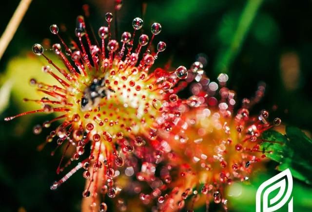  『泥炭土』植培施-茅膏菜Drosera 食虫植物栽培手册