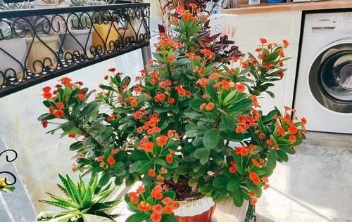  『毒素的花』3种花“晦气花”，最好不要养室内，实在就喜欢养在室外吧