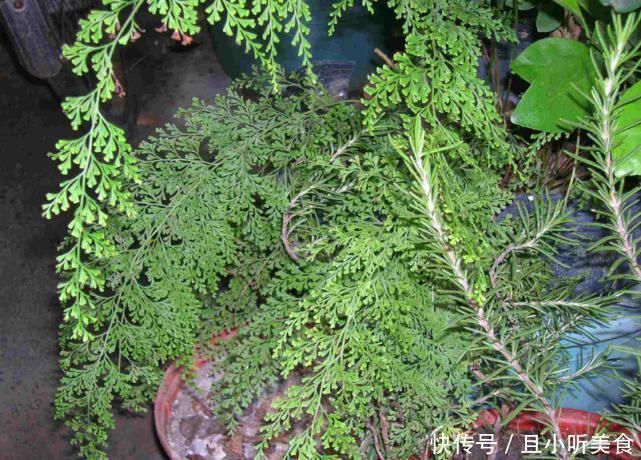 深山里这种“乌蕨”能治很多病，药用价值极其高，见到请珍惜