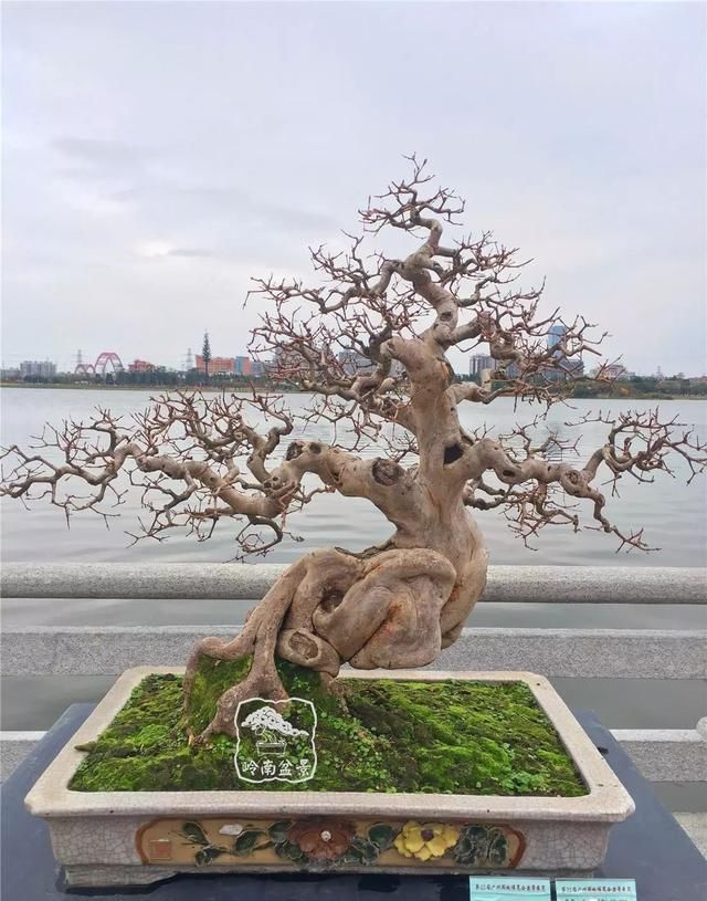 广州园艺博览会岭南盆景作品回顾