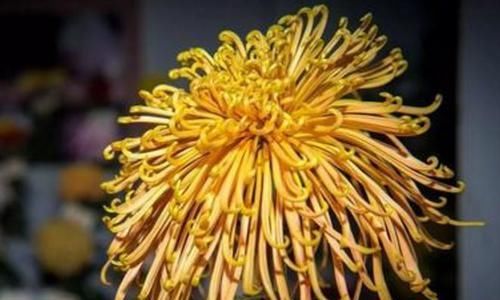  「四射」喜欢菊花，不如养盆“珍品菊花”盘龙如意，似霞光四射，圣洁美丽