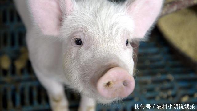 猪价持续上涨，养殖户养殖积极性不高，爱吃猪肉的吃货怎么办？