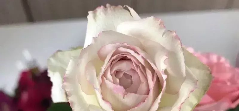  「鲜明」喜欢玫瑰，不如养盆高档玫瑰银色蕾丝，花开如蕾丝般鲜明和谐！