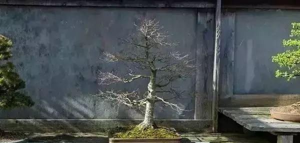 走进心之向往的盆景园 杜塞尔多夫盆景博物馆