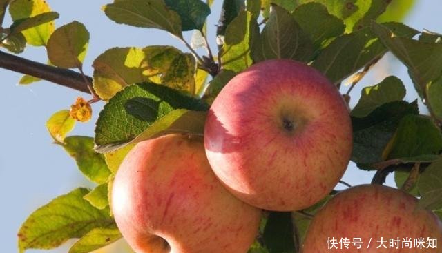 这个国家被称为“最健康的国家”，至今无人患癌，苹果是违禁物品