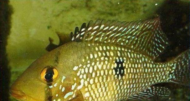  #水族市场上#美洲慈鲷之美，您细品