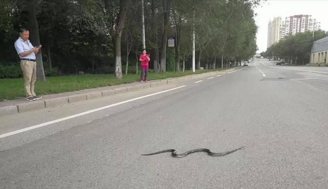 好大的一条蛇 吉林市滨江东路有蛇 出没 市民纷纷围观 雪花新闻