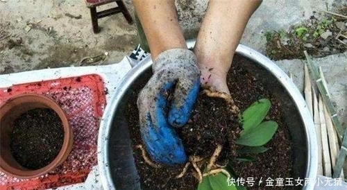  【养花】2种土，扔了也别用来养花，不然养一盆黄叶一盆，别忽视！