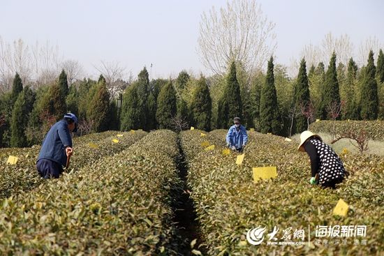  #春茶#只待春芽吐新绿 瀚林春茶博园积极备战春茶生产