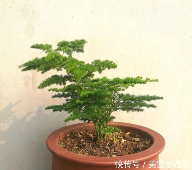 『拥有』这种“杀菌花”,家里摆一盆,养眼还养人,家人身体好,值得拥有