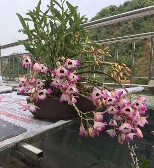  [石斛]养石斛，做好5点很轻松，从不黄叶烂根，比兰花更美，是养生佳品