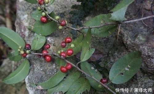 『值钱』山谷下,1种“酸藤子”不多见,果子像“小丸子”,值钱、珍贵!