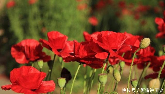 全世界6个国家被允许合法种植罂粟，中国是一个，武警24小时把守