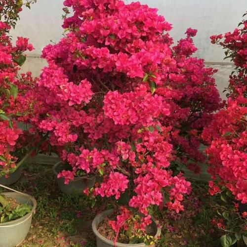  【叶子花】光叶子花，别名三角梅，花紫色或洋红色