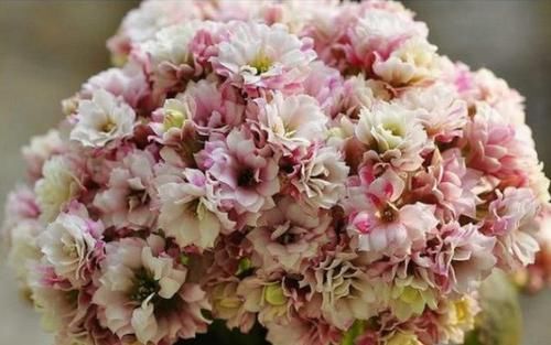  『好听』“1种花”最受大家欢迎，好养花期长，名字特好听，年年开花不断