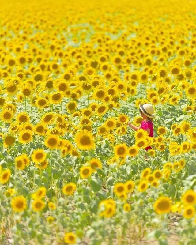 跟拍儿女3年,这位爸爸把孩子拍成了童话……