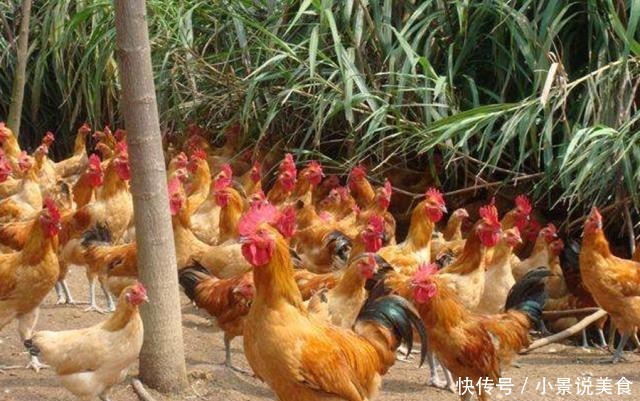  学会■养鸡长势太慢，学会这样喂鸡，鸡长得又快又肥