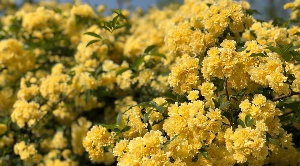  『这款』夏季养花选这款，好养易活，花香四溢，花量超多，能给你一片花海