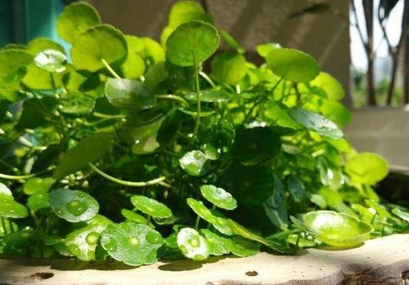  [财源]这些“宝地”摆盆铜钱草，不仅花长得旺，财源也旺，主人腰缠万贯