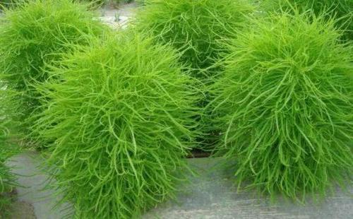 农村有种“扫帚菜”，常被用来做扫帚，殊不知它的药用价值更珍贵