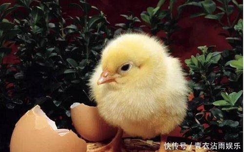  鲜花：适合农村的创业点子，就看你敢不敢做