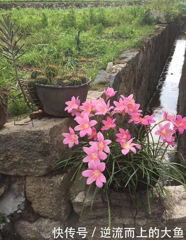  「栽培」此款球根植物，种植很简单，一年开花很多次，花色美丽，值得栽培