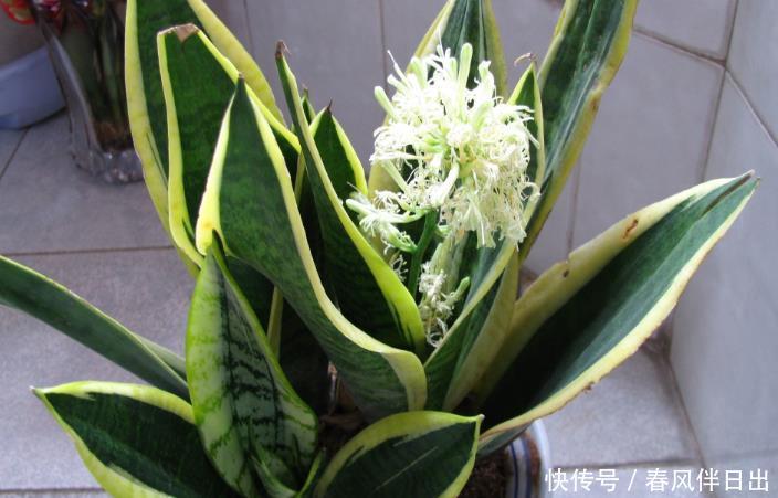 『虎皮兰』金钱树、富贵竹都不如这“4种花”,随便养一盆,添财又添福!