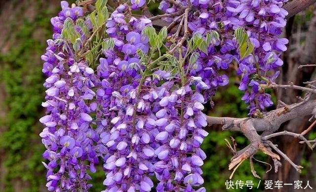 福气:养紫藤花,注意3点不吃亏,开花满满一长廊、紫气东来福气来