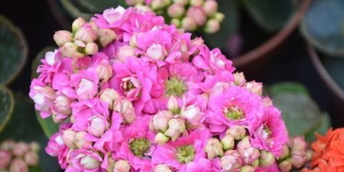  种花草：很好养的6种花草，扦插生根快，花儿开成团，漂亮易养活