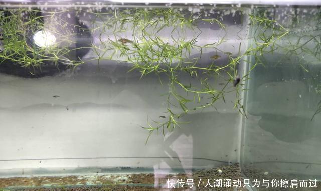  【水质】很多观赏鱼的鱼苗养不大，未必难在水质上，而是因为一个小问题！
